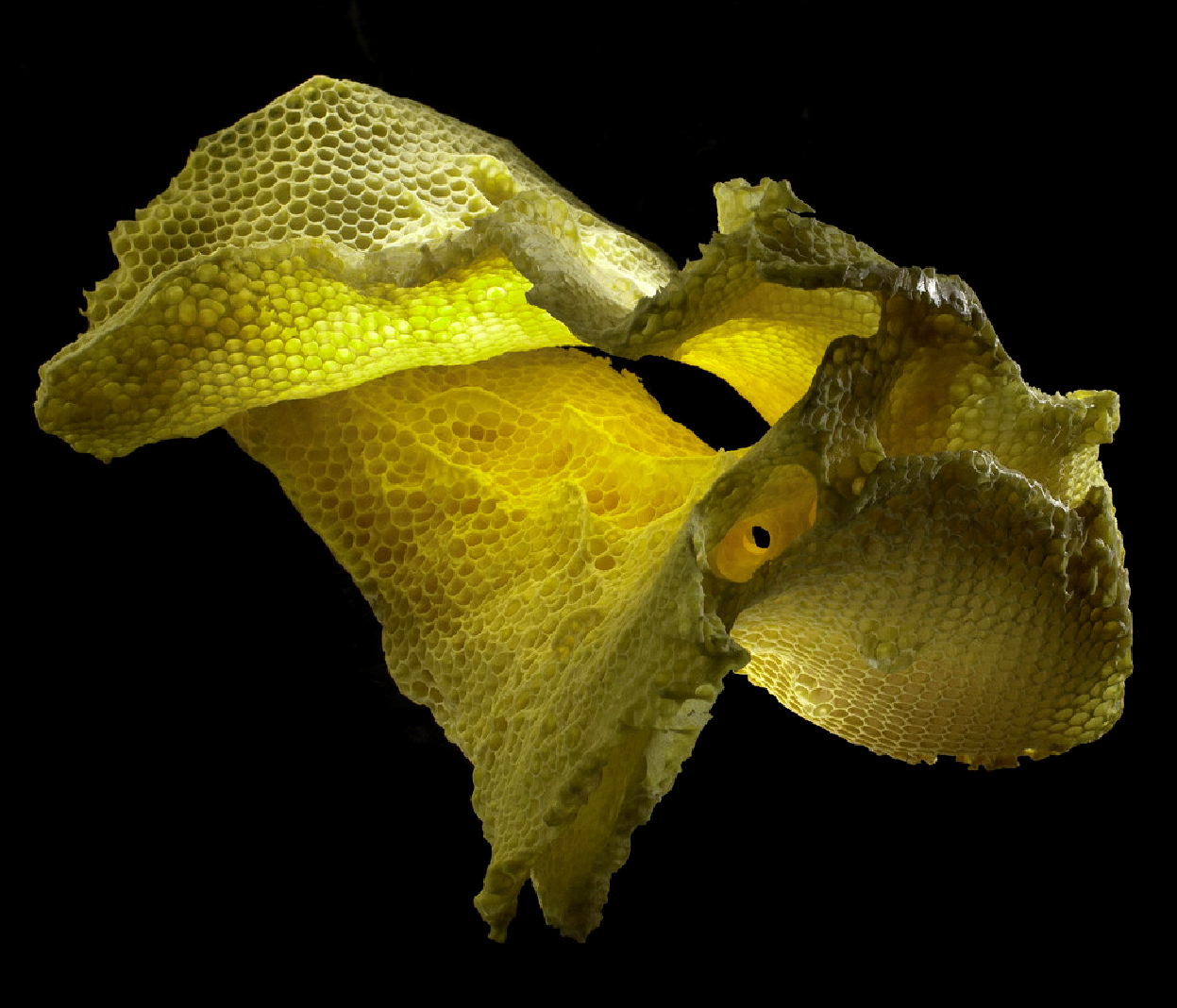 Foto eines "Biosynthese"-Leuchtkastens aus der Serie "Prototypes" von Andrei Loginov