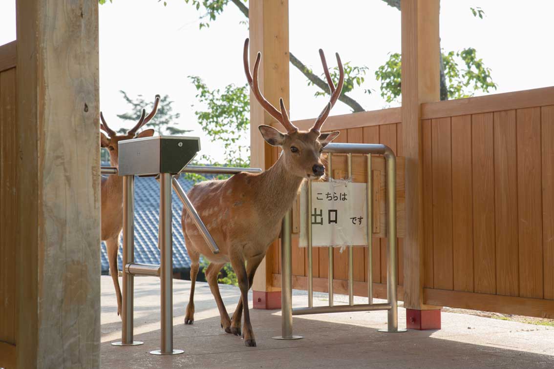 Aus der Serie "Dear Deer" Foto: © Yoko Ishii. Auf dem Schild am Gitter steht "Hier ist der Ausgang" Foto von Yoko Ishii zeigt aus der Serie "Dear Deer" einen Hirsch am Drehkreuz, am Gitter steht "Hier ist der Ausgang"