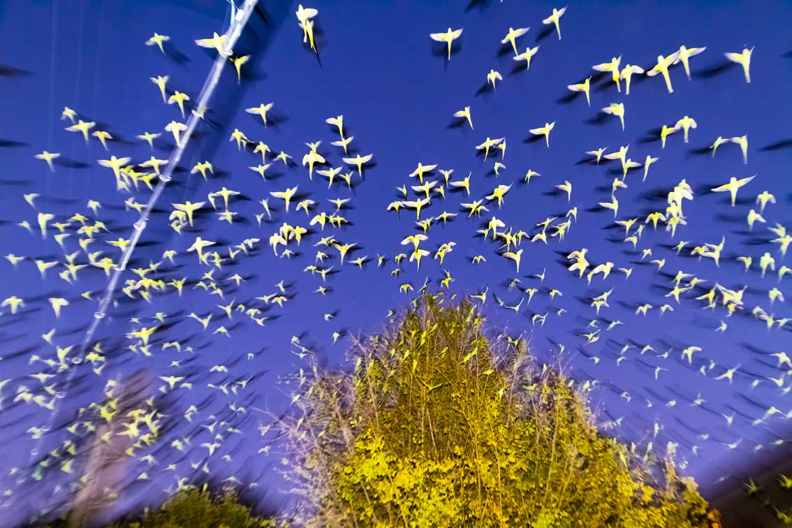 Aus der Serie "Tokyo Parrots" Foto: © Yoshinori Mizutani Foto zeigt aus der Serie "Tokyo Parrots" von Yoshinori Mizutani einen Schwarm von wildlebenden Halsbandsittichen in Tokio.