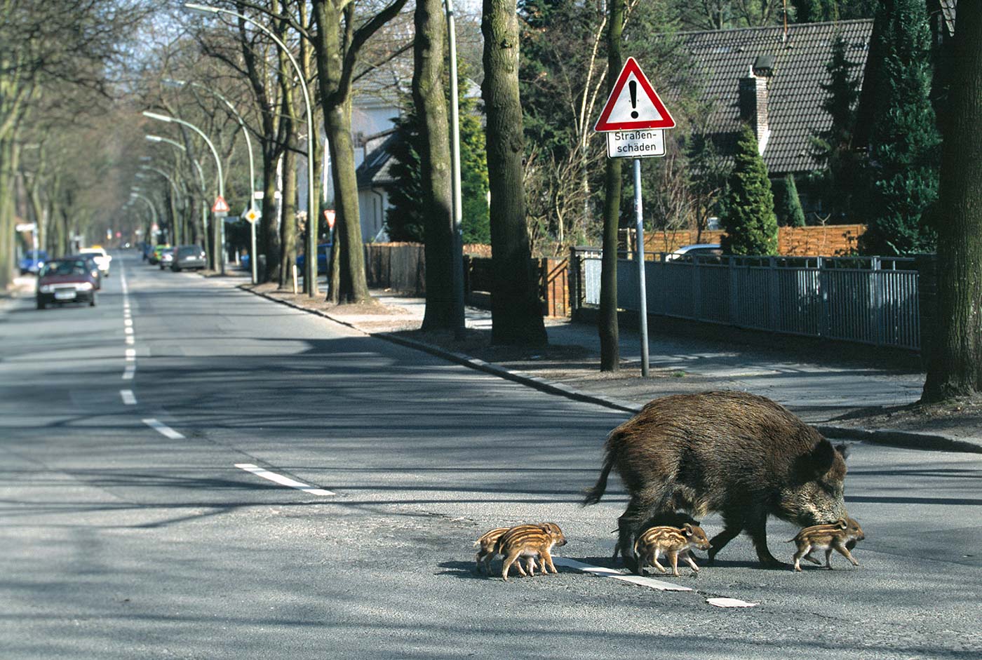 Foto von Florian Möller zeigt eine Bache mit Frischlingen in Berlin 