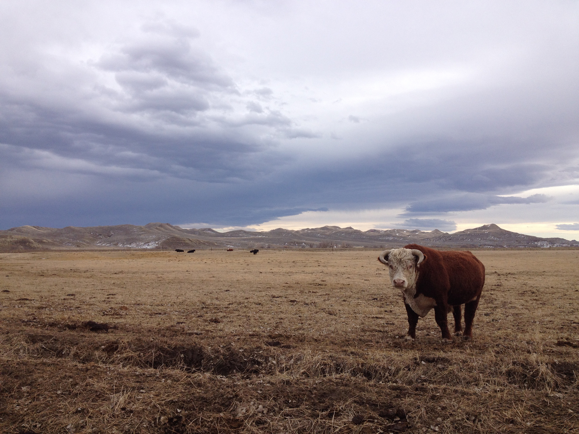 Weites, menschenleeres Wyoming. Foto: Laurie Schwartz Weites Steppenland, im Hintergrund Berge. Der Himmel mit grauen Wolken. Im rechten Vordergrund ein Brauner Bulle mit weißem Kopf, guckt der Fotografin entgegen. Foto: Laurie Schwartz