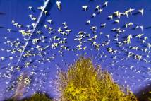 Tokyo Parrots