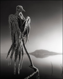 Kalzifizierte Taube | Calcified Capted Dove Kalzifizierte Taube | Calcified Capted Dove