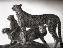 Gepardin und Junge | Cheetah & Cubs Gepardin und Junge | Cheetah & Cubs