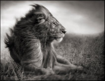 Löwe vor dem Sturm | Lion Before Storm II Löwe vor dem Sturm | Lion Before Storm II