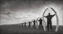 Ranger präsentieren Stoßzähne von getöteten Elefanten | Rangers Holding Tusks of Killed Elephants. Ranger präsentieren Stoßzähne von getöteten Elefanten | Rangers Holding Tusks of Killed Elephants.