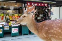 "Dear Deer". Ein Reh in Nara.