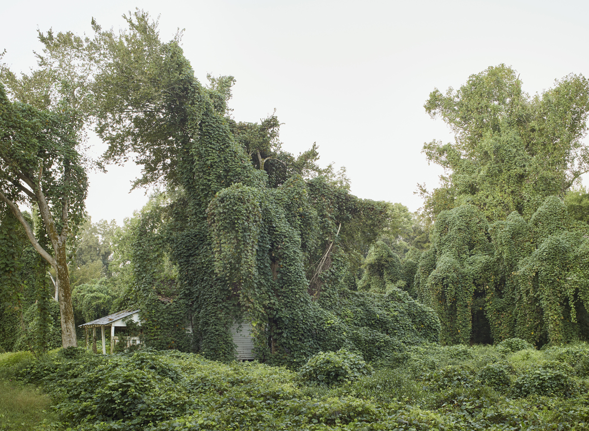 Von der Pflanze Kudzu fast vollständig überwuchertes Gebäude
